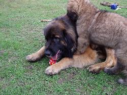 Lass mich in Ruhe - das ist mein Ball