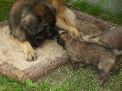 Der kleine Duke mal wieder