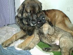 Ich lieb dich doch so sehr